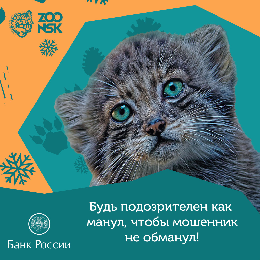 Манул зоопарк.jpg